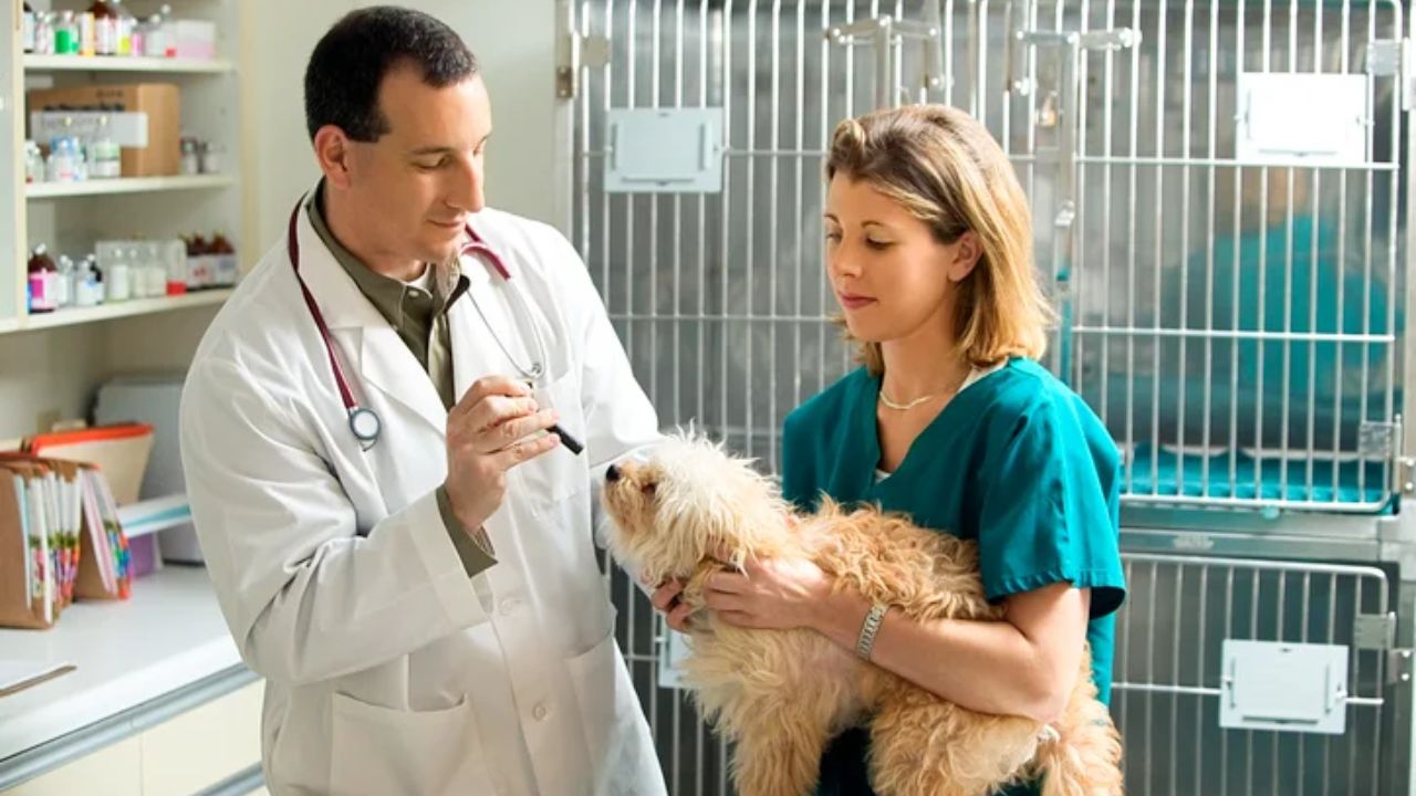 पशु चिकित्सा के क्षेत्र में निकली भर्ती (Img: Google)